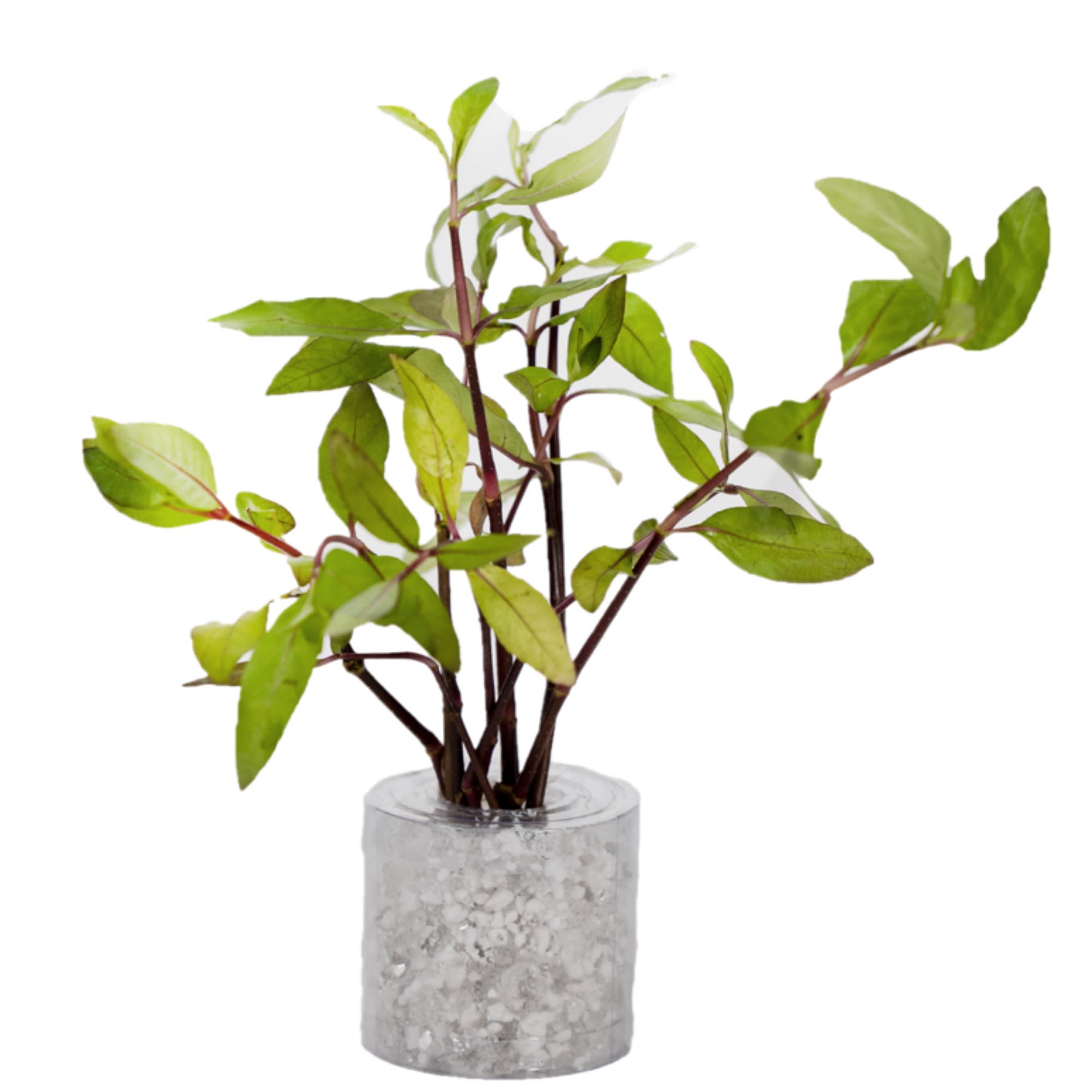 Hygrophila corymbosa Medium Aquarium Tube Plant Petco